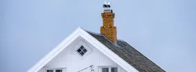 Chimney Nest Removal Tottenham